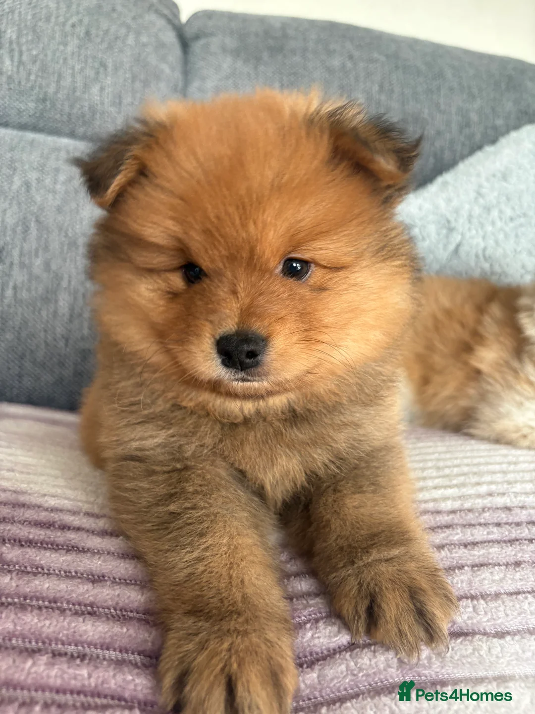 Pomeranian dogs for sale: Pomeranian Puppies - Advert 16