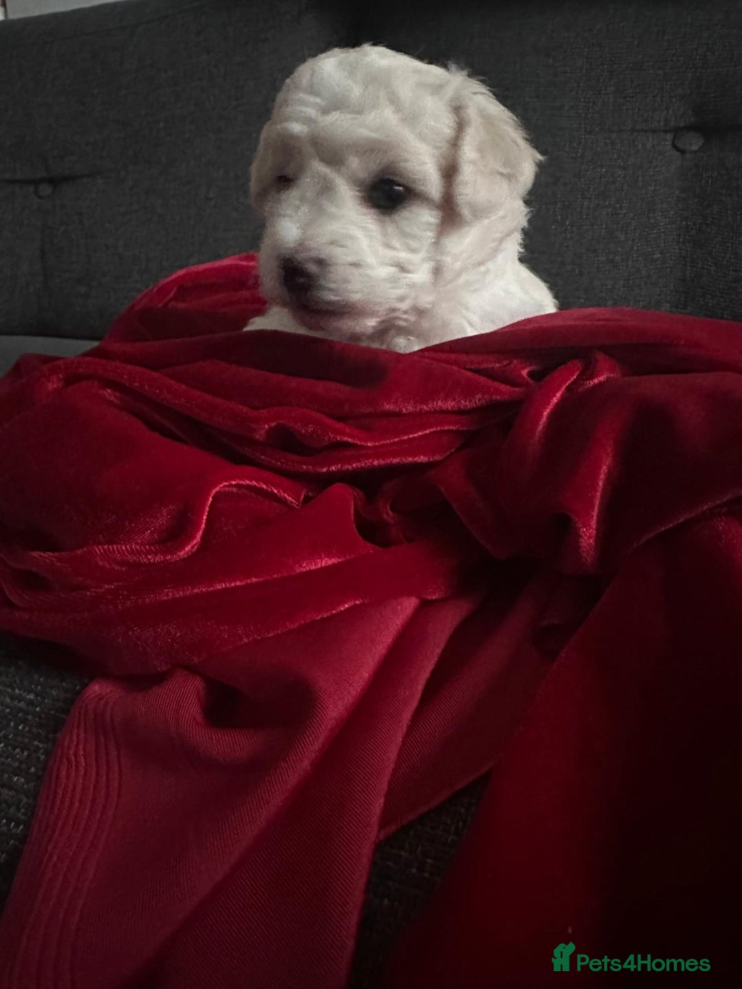 Bichon Frise dogs for sale: Bichon Frisee puppies looking for a loving home - Advert 4