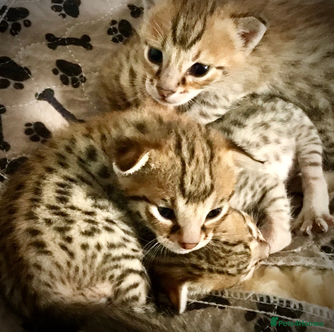 Savannah cats for sale: Beautiful full pedigree savannah kittens  - Image 29