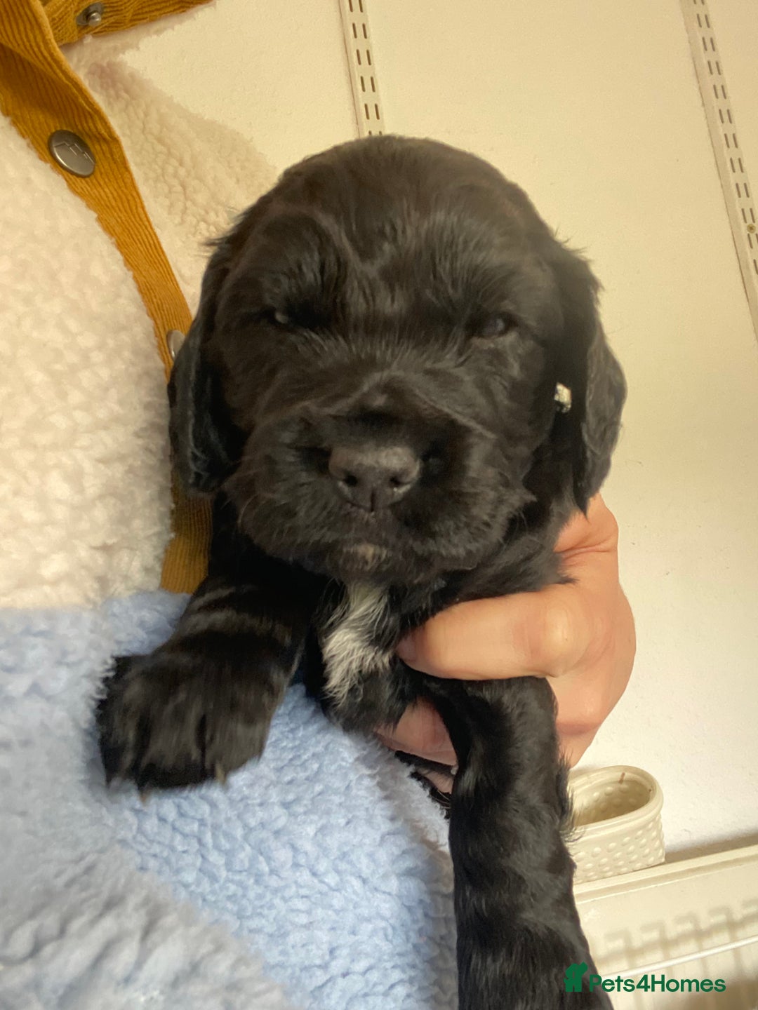 Cocker Spaniel dogs for sale: Working cocker spaniel puppies  - Advert 10