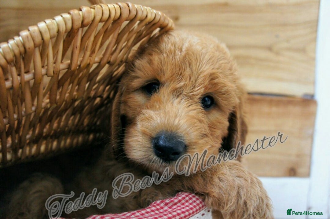 Mini Goldendoodle dogs for sale: Superb home-bred F1 Mini Goldendoodles KC parents - Advert 20