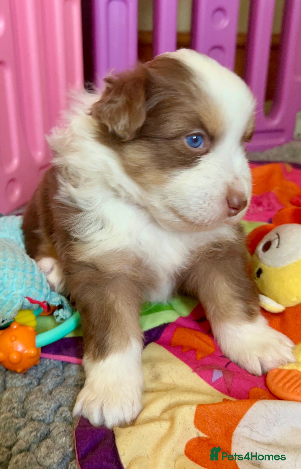 Australian Shepherd dogs for sale: Quality Mini Aussie (MAS) Rare Show Lines RKC reg  - Advert 1
