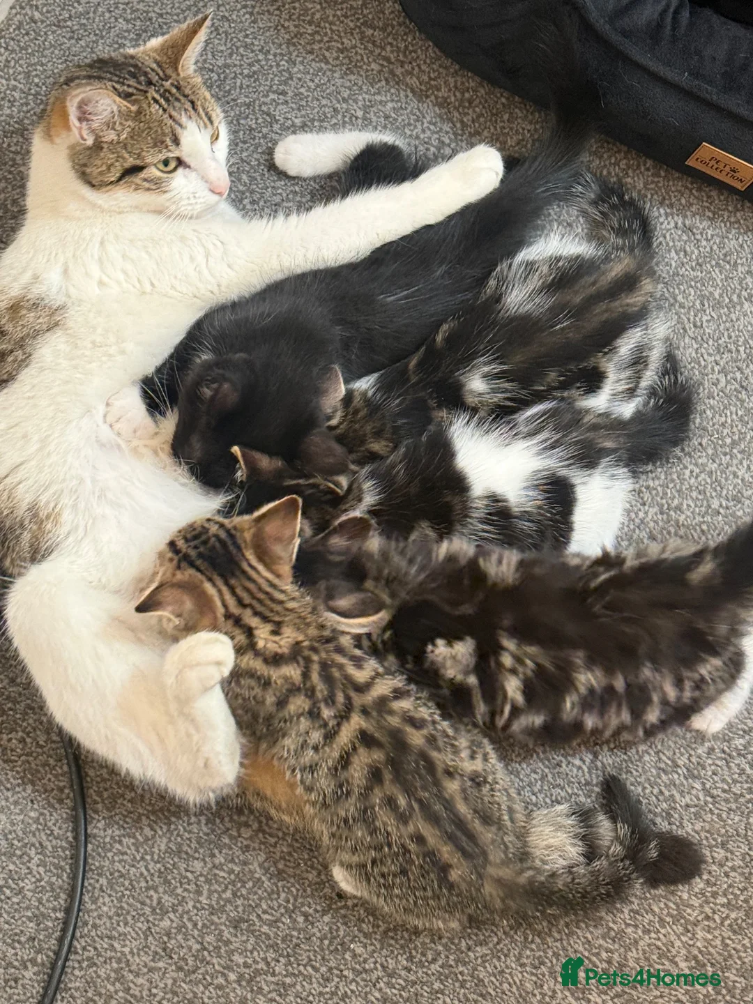 Domestic Shorthair cats for sale: 5 Adorable Little Kittens - Advert 1
