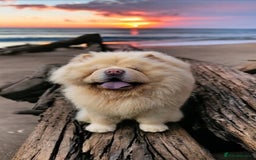 Chow Chow dogs for stud: Beautiful stud Chow chow  in Wisbech - Image 4