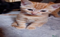 Mixed Breed cats for sale: Two male ginger kittens - Image 2