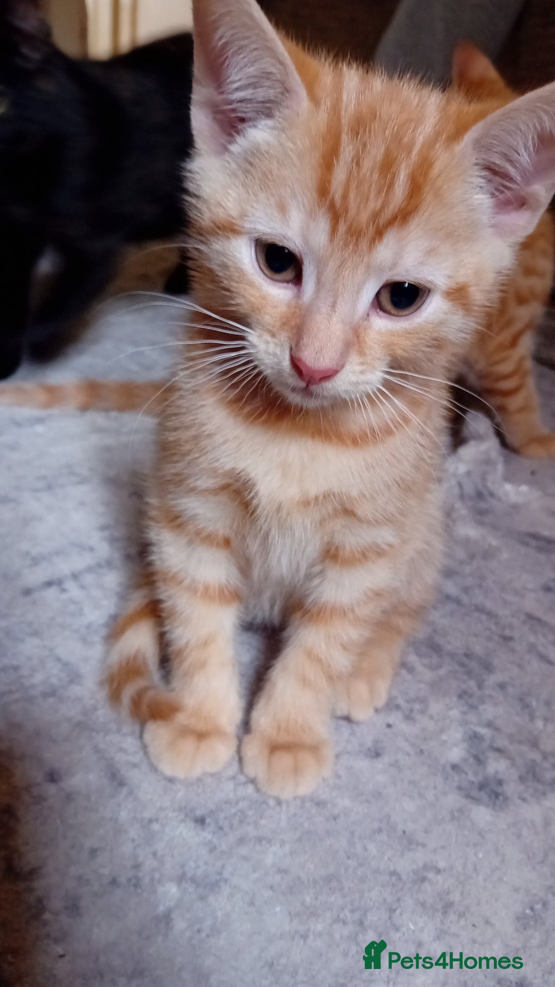Mixed Breed cats for sale: Two male ginger kittens - Image 2