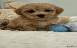 Maltipoo dogs for sale: 7 stunning f1 Maltipoo's. Fully DNA & Heath clear - Image 15