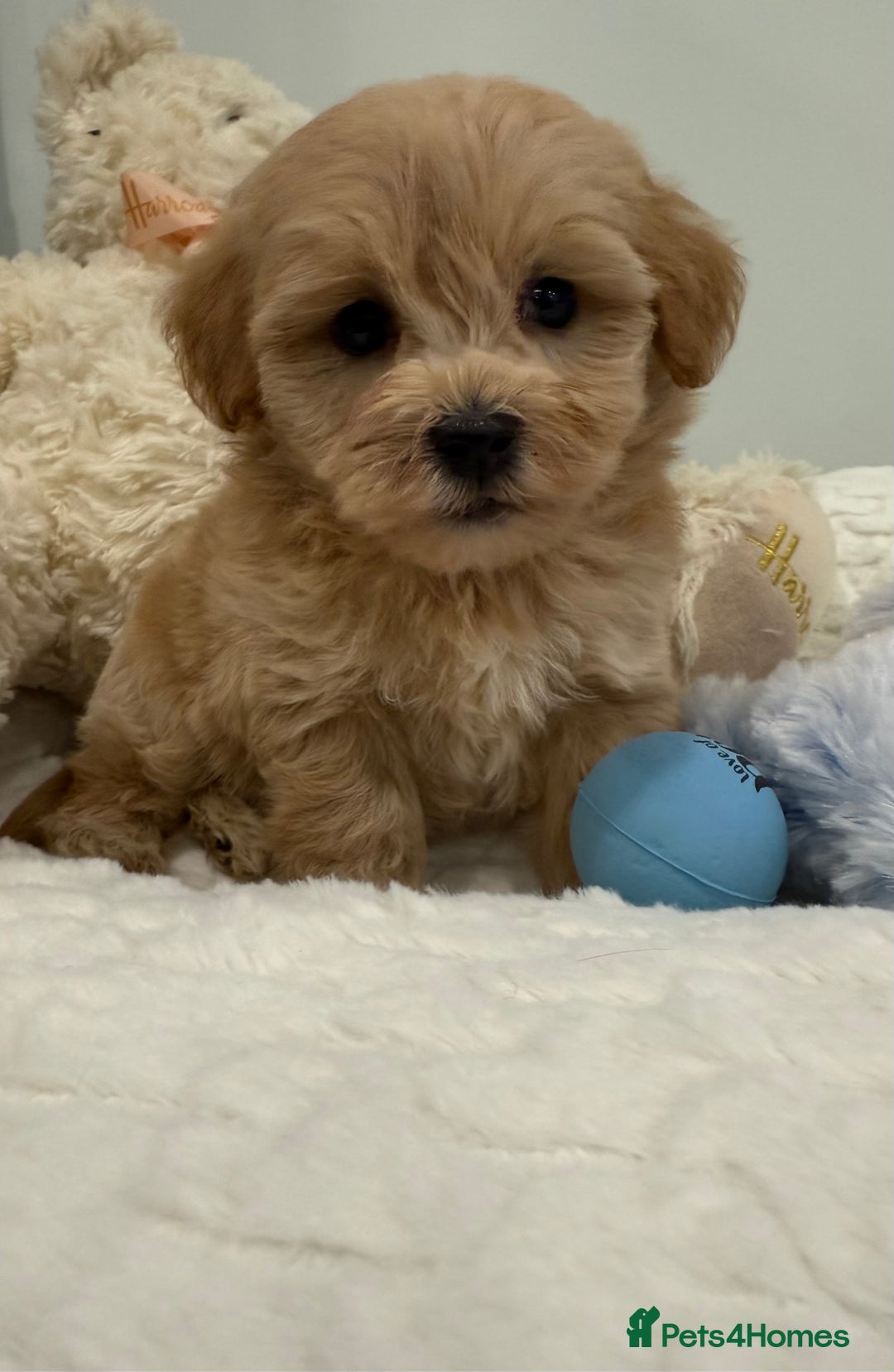 Maltipoo dogs for sale: 7 stunning f1 Maltipoo's. Fully DNA & Heath clear - Image 15