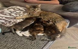 Mixed Breed cats for sale: Four mixed bread kittens  - Image 7