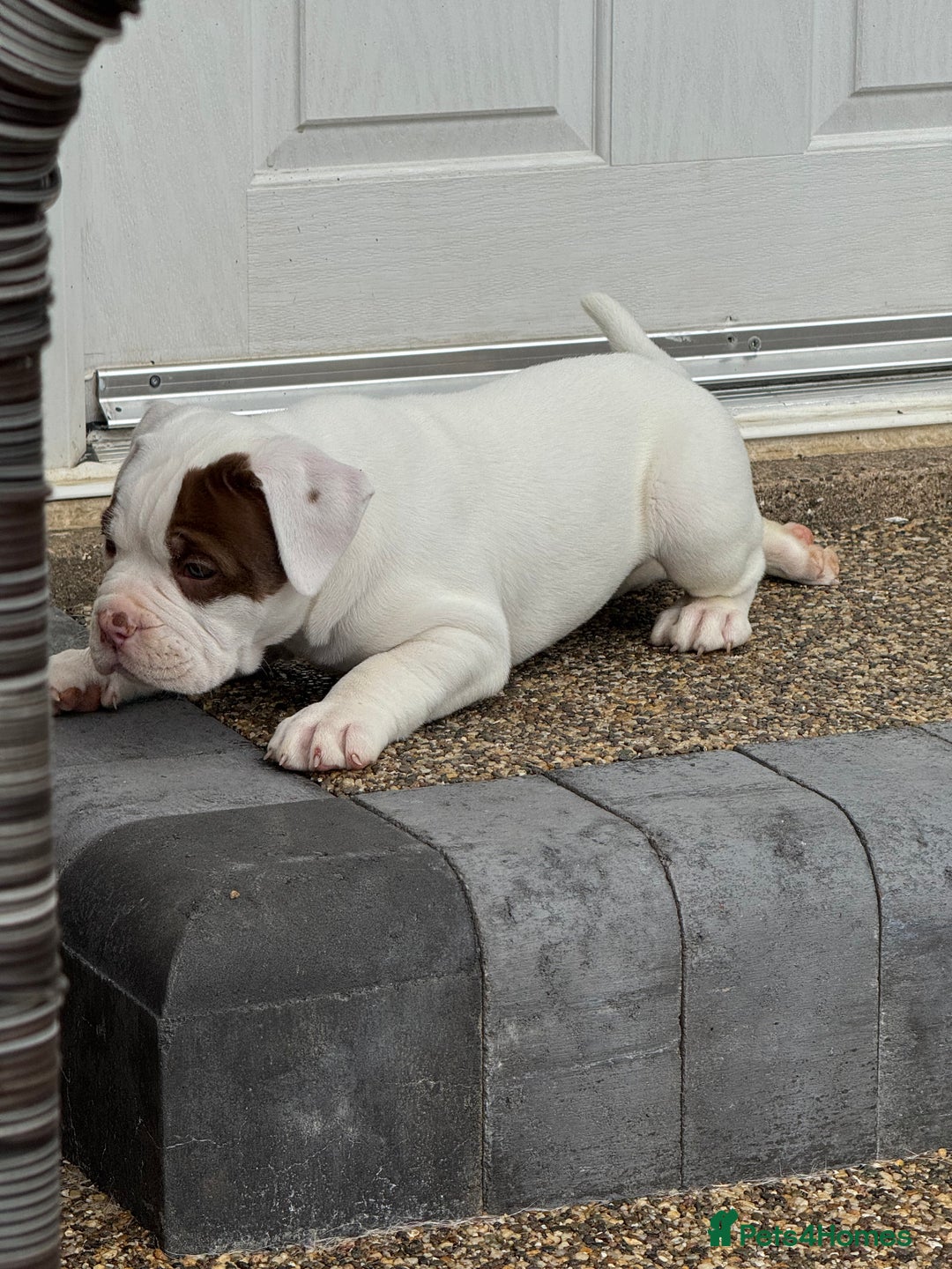 Olde English Bulldogge dogs for sale: Olde English Bulldogge puppies - Image 11