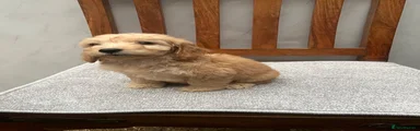 Cockapoo 2
