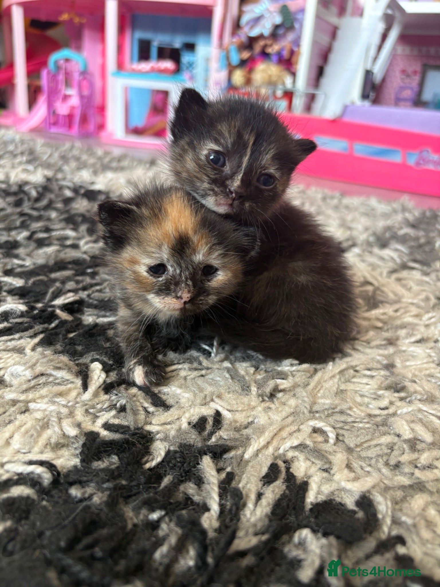 Mixed Breed cats 2 mixed bread tabby kittens  - Advert 3