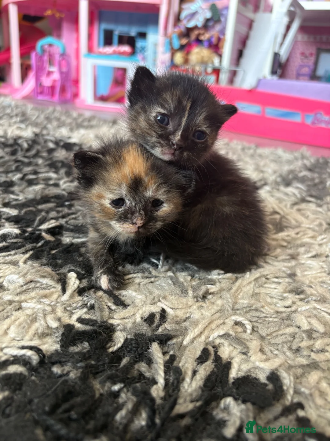 Mixed Breed cats for sale: 2 mixed bread tabby kittens  - Advert 1