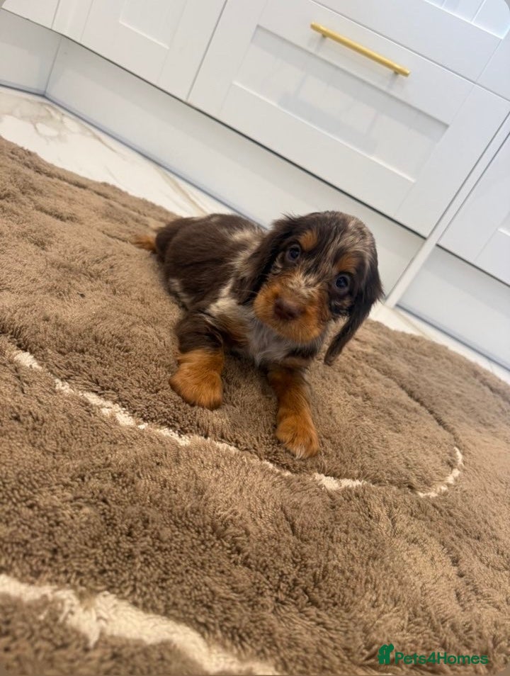 Cocker Spaniel dogs for sale: Cocker spaniel show type puppies  - Advert 8