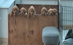 Labrador Retriever dogs for sale: Red Fox Labrador Puppies  - Image 1