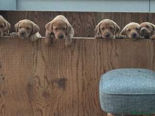 Labrador Retriever dogs - Advert 10