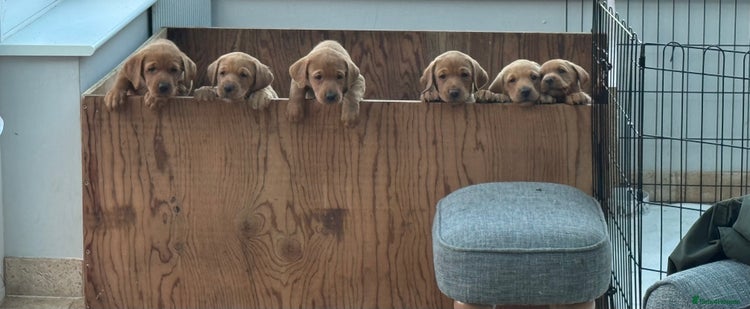 Labrador Retriever dogs - Advert 2