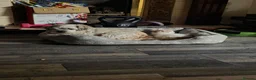Mixed Breed cats for sale: Kittens looking for new home in Leigh - Advert 24