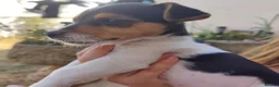 Jack Russell dogs for sale: Fast Feet, Bright Minds & Loving Hearts in Glasgow - Advert 9