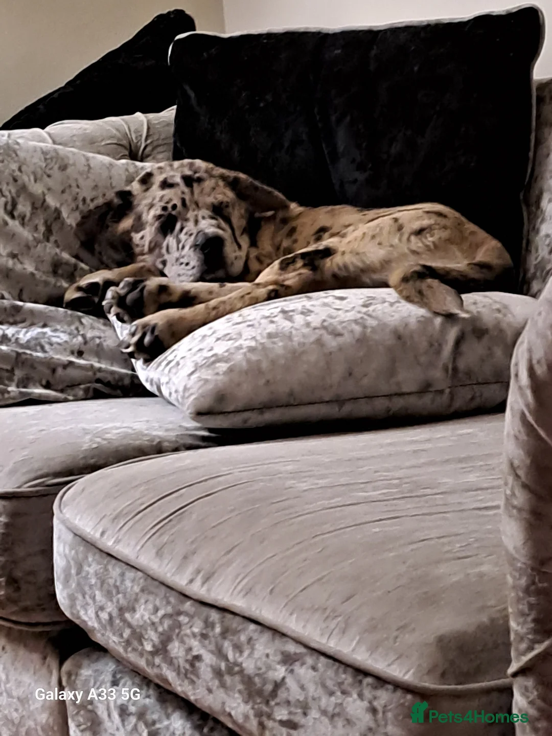 Mixed Breed dogs for sale: 5 month old Marl colour puppy.  - Advert 4