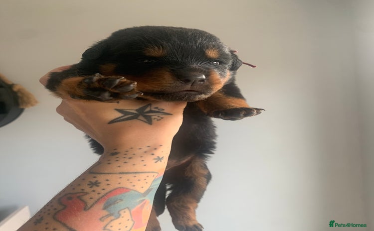 Rottweiler dogs - Advert 5