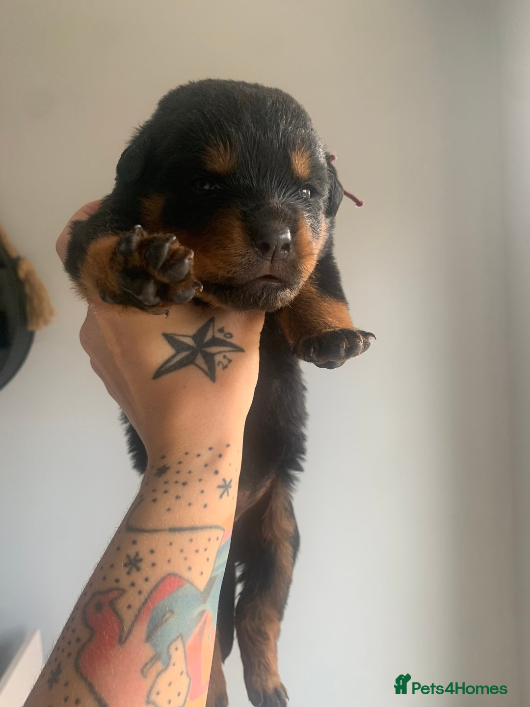 Rottweiler dogs for sale: AMAZING PEDIGREE REGISTERED ROTTWEILER PUPPIES - Image 1