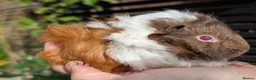 Guinea Pig rodents for sale: Beautiful guinea pig pups - Advert 6