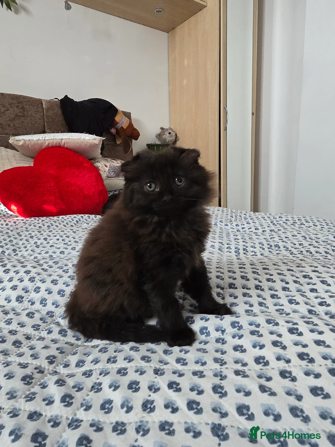 Mixed Breed cats for sale: Beautiful 8-week-old male kittens  - Advert 1