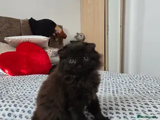 Mixed Breed cats Beautiful 8-week-old male kittens - Advert 2