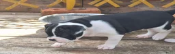 Dorset Olde Tyme Bulldogge dogs for sale: Dorset olde tyme bulldogs in Cowes - Advert 6