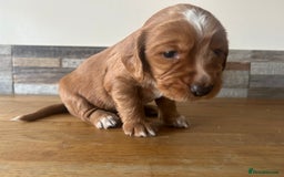 Cocker Spaniel dogs for sale: Baby Cocker Spaniels working type - Image 22