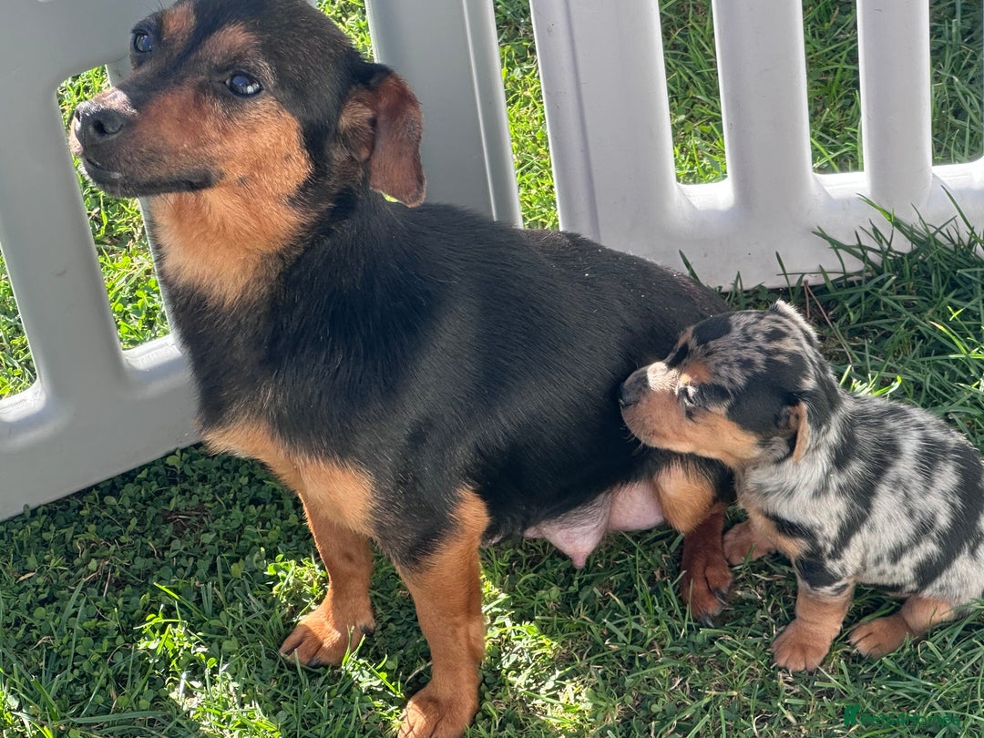Jack Russell dogs for sale: READY NOW Short legged Jack Russell’s  - Image 4