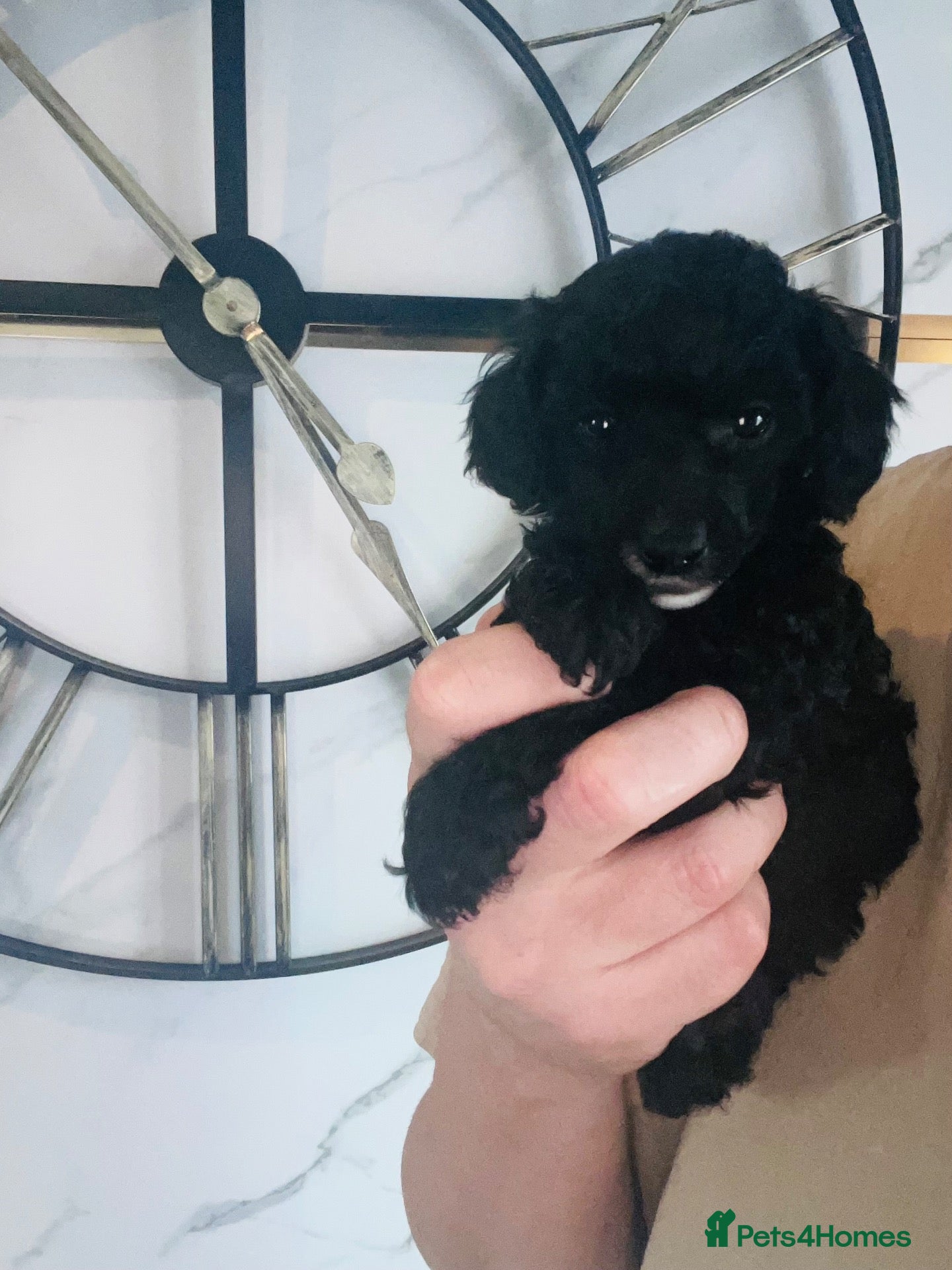 Miniature Poodle dogs for sale: STOP SCROLLING Your perfect mini poodles arrived  - Advert 1