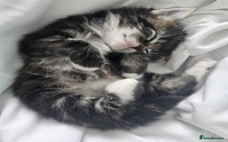 Mixed Breed cats for sale: Mixed breed with Maine Coone kitten  - Image 9
