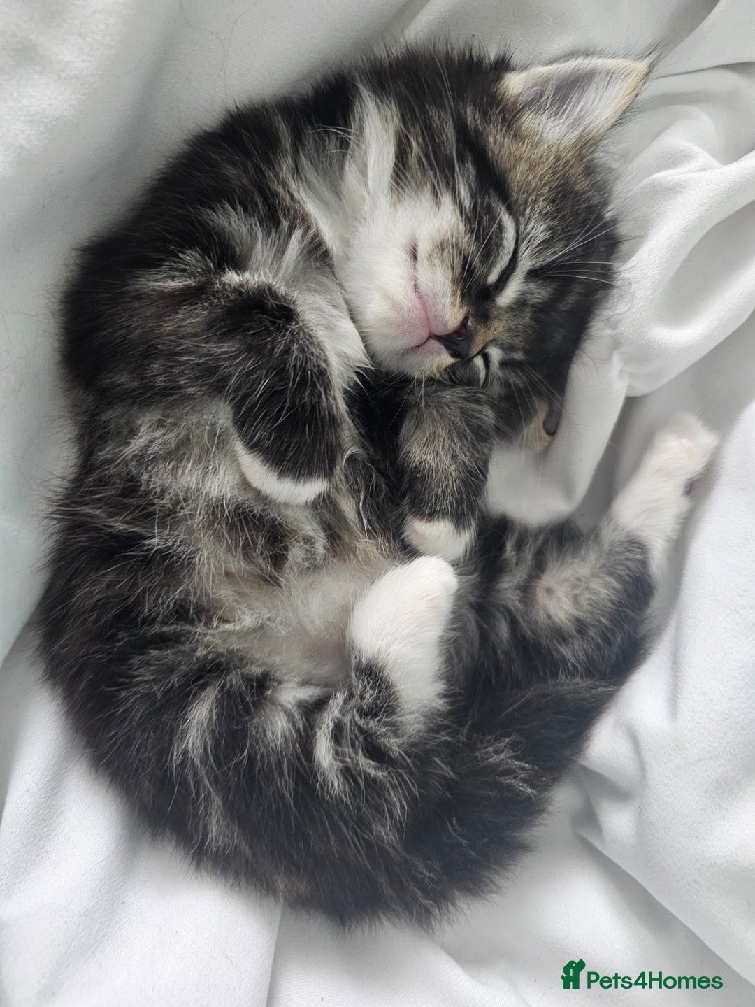 Mixed Breed cats for sale: Mixed breed with Maine Coone kitten  - Image 9