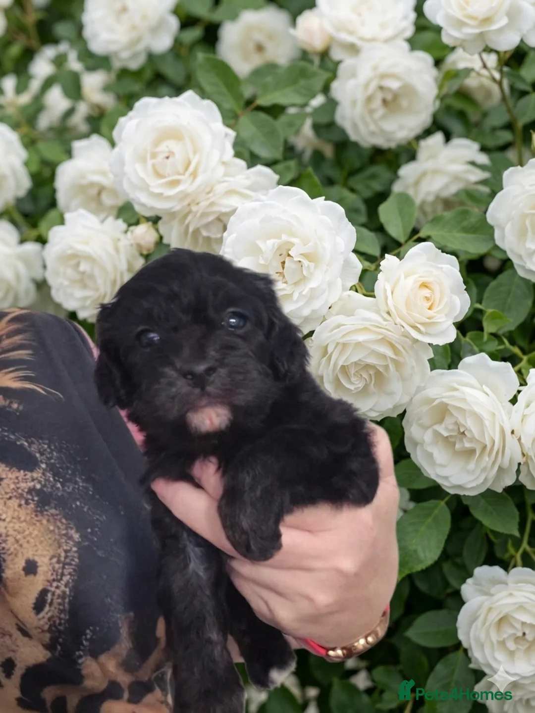 Cavapoo dogs for sale: Beautiful F1 Cavapoo puppies - Advert 2