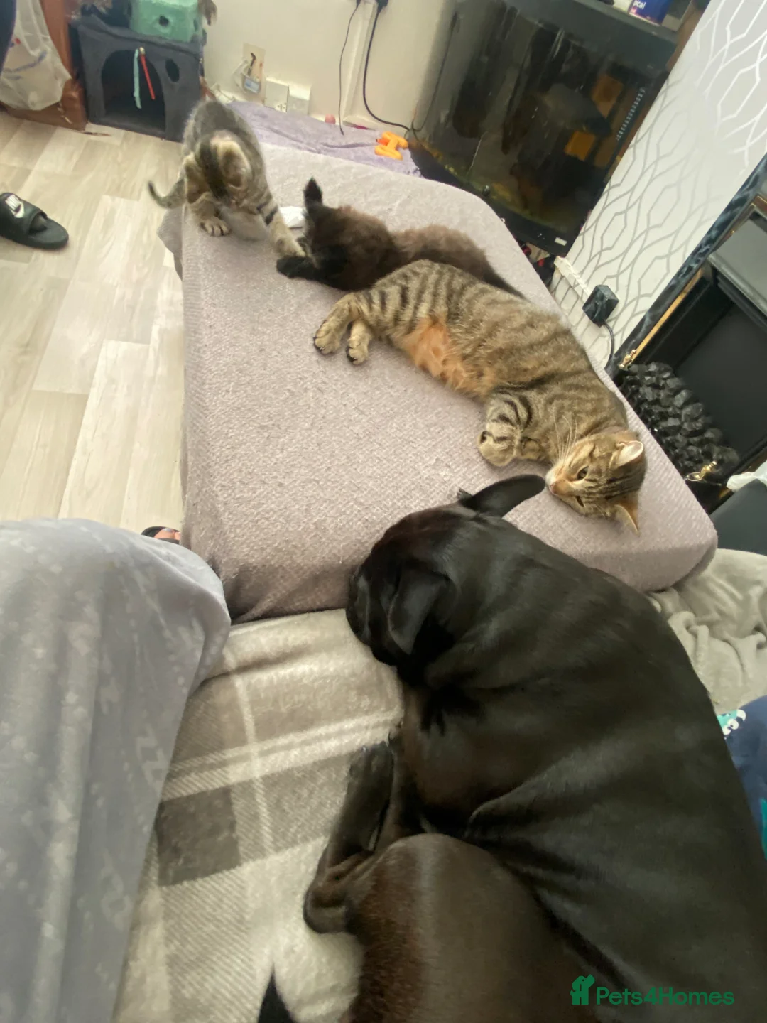 Mixed Breed cats for sale: 2 male kittens - Advert 15