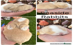 Mini Lop rabbits for sale: Stunning mini lops - Image 29