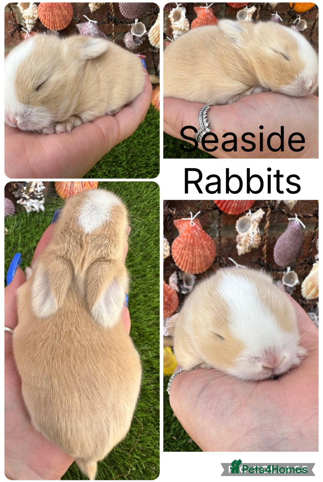 Mini Lop rabbits for sale: Stunning mini lops - Image 29