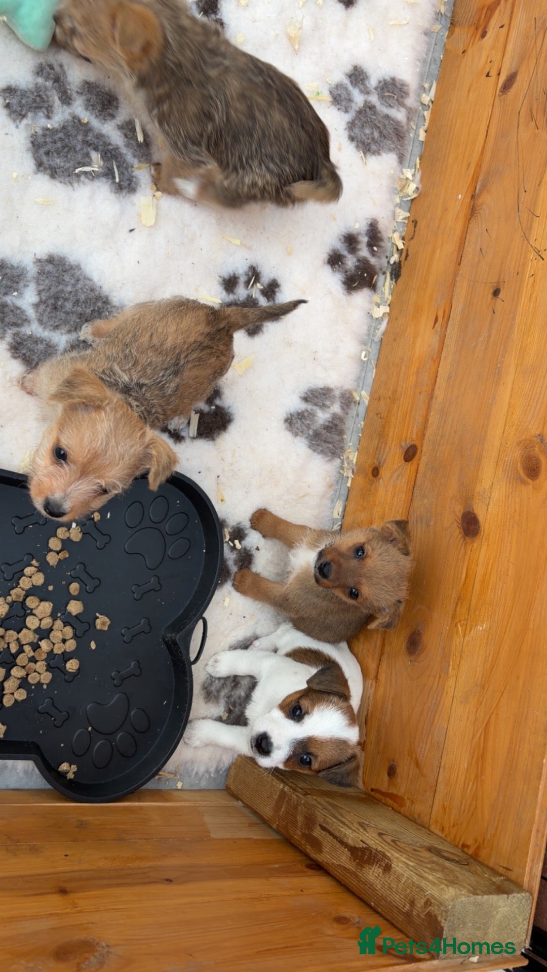 Jack Russell dogs Gorgeous jack russell puppy  - Advert 13