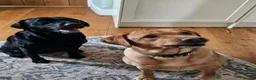 Labrador Retriever dogs for sale: Lovely Labrador puppy’s  in Taunton - Advert 31