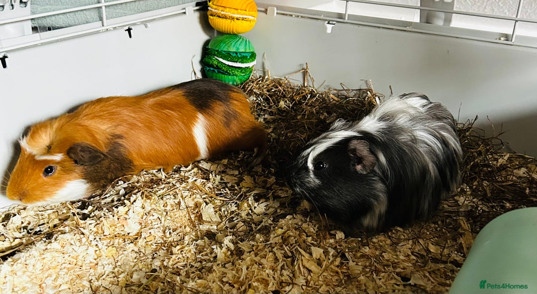 Guinea Pig rodents for sale: Two baby male guinea pigs and cage  - Advert 5