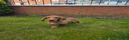 Miniature Dachshund dogs for sale: 1 boy available health clear miniature dachshunds  - Advert 7