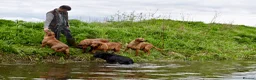 Labrador Retriever dogs for sale: Beautiful Yellow and Black KC Puppys - Advert 10