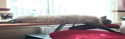 Ragdoll cats for sale: Loving home needed in Lincoln - Advert 9