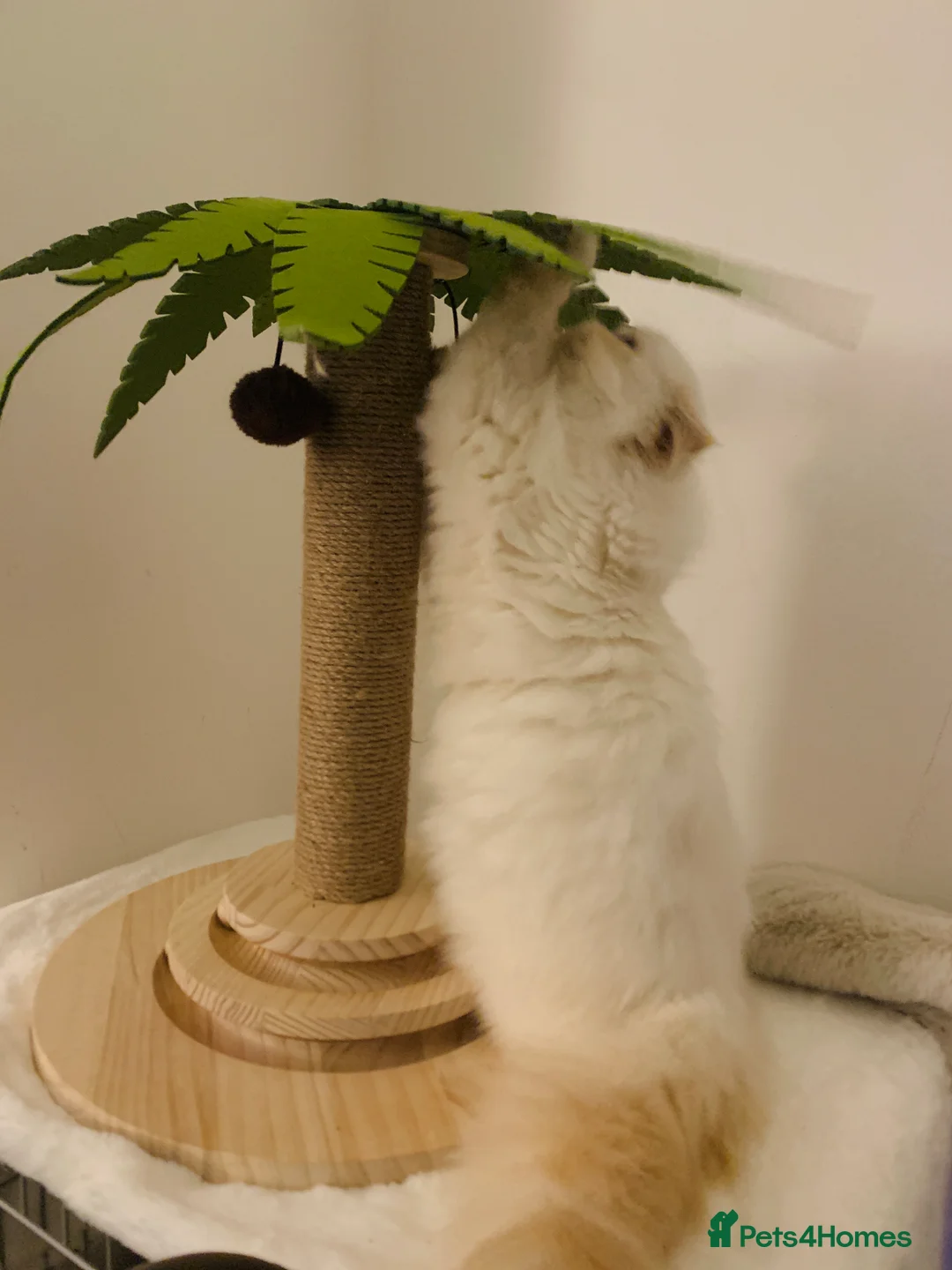 Persian cats for sale: Persian long and thick hair 5mo boy  - Advert 11