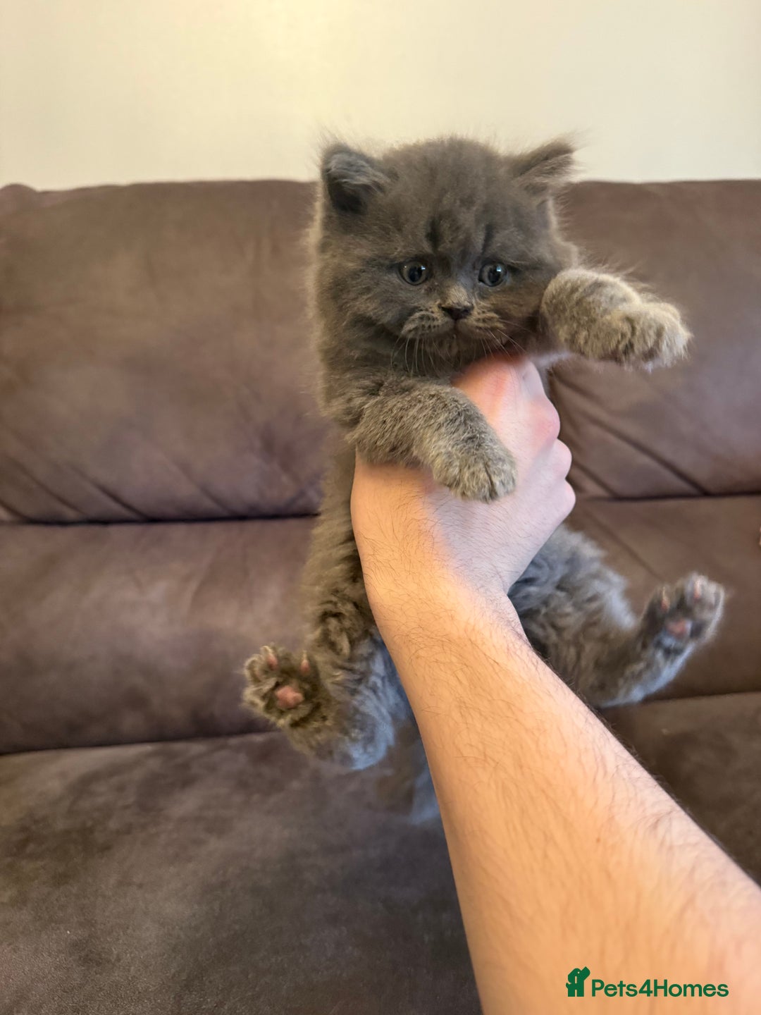 British Shorthair cats for sale: British short hair kittens  - Advert 4