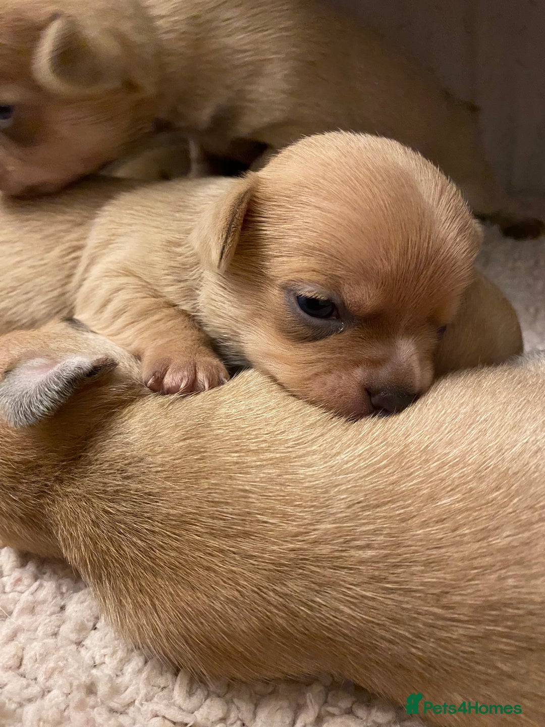 Chihuahua dogs for sale: Stunning Chihuahuas  - Advert 18