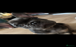 French Bulldog dogs for sale: French bulldog puppies  - Image 4