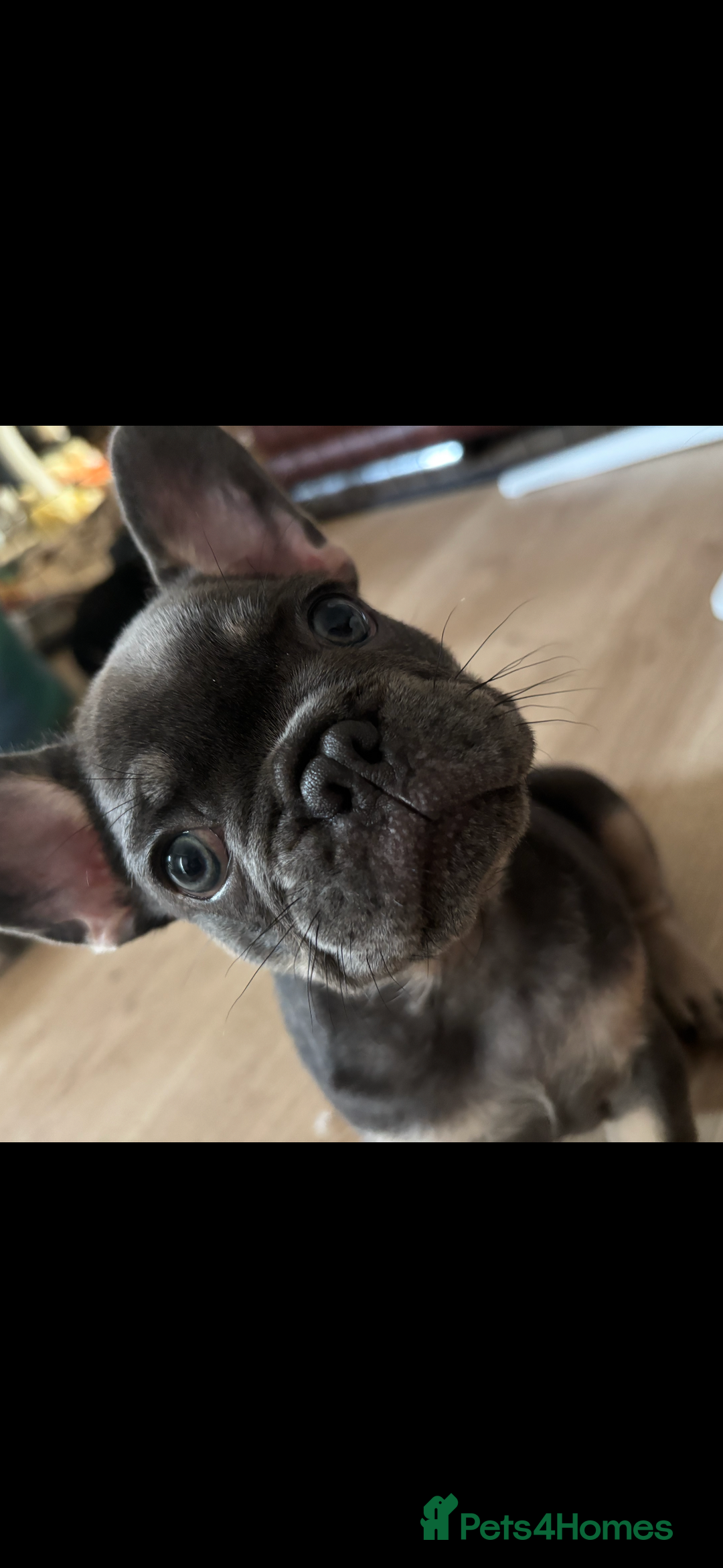 French Bulldog dogs for sale: French bulldog puppies  - Image 4